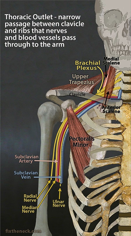 thoracic outlet